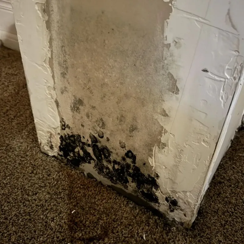 Professional Mold Removal in Vardaman, MS